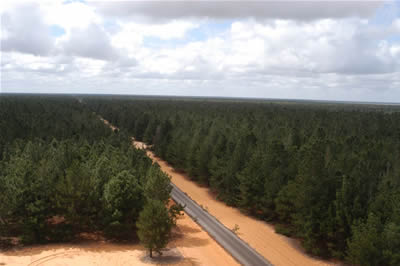 Plantaciones de Masisa Venezuela que recibieron la recertificación FSC